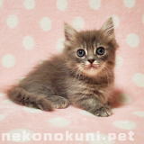 nekonokuni.pet