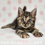 nekonokuni.pet