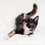 nekonokuni.pet